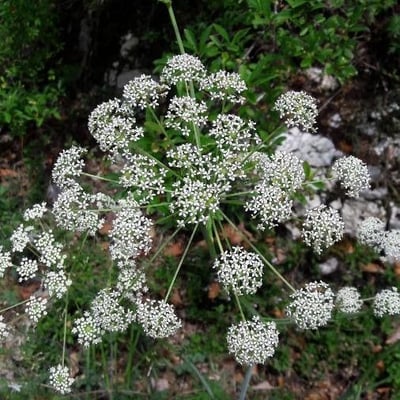 Peucedanum cervaria — flower