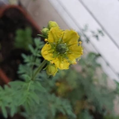 Ruta chalepensis — flower