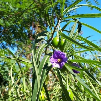 Solanum laciniatum — flower
