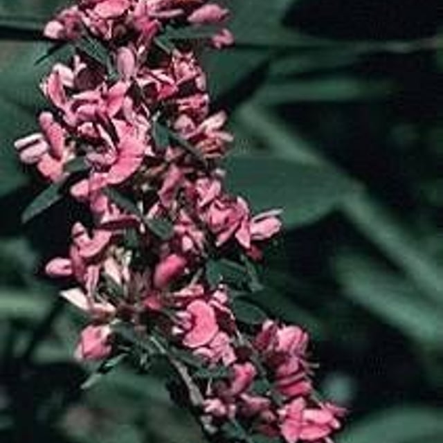 Lespedeza virginica — flower