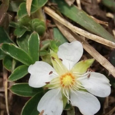 Potentilla montana — flower