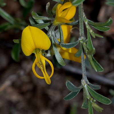 Genista pilosa — flower