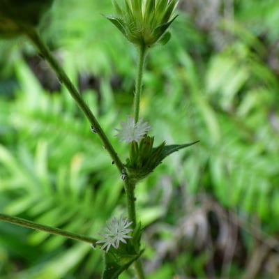Elephantopus mollis — flower