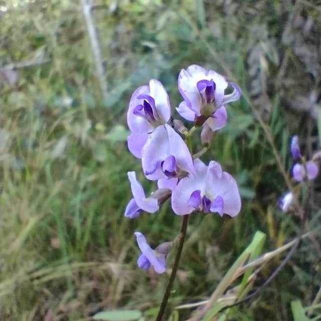Glycine microphylla — flower