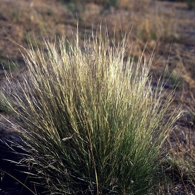 Aristida purpurea — habit