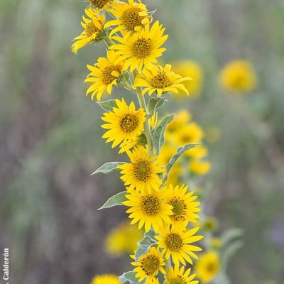 Helianthus maximiliani — flower