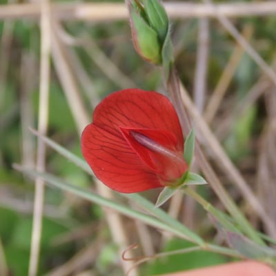 Lathyrus cicera — flower