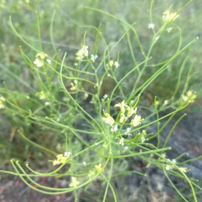 Sisymbrium altissimum — flower