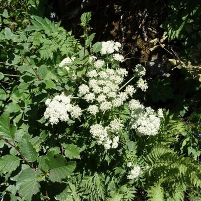 Pleurospermum austriacum — flower