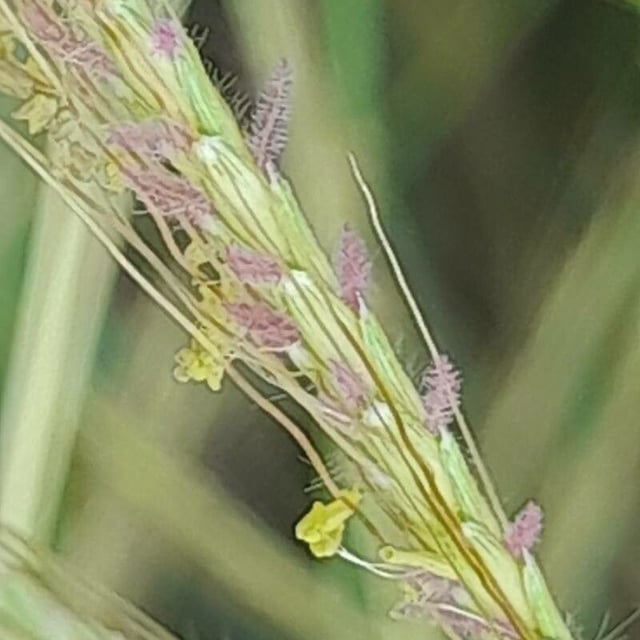 Dichanthium annulatum — flower