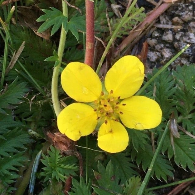 Potentilla anserina — flower