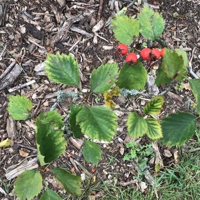 Crataegus chrysocarpa — leaf