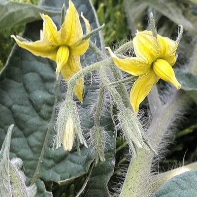 Solanum lycopersicum — flower
