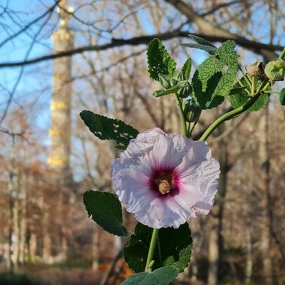 Malva subovata — flower