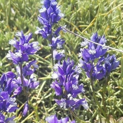 Erinacea anthyllis — flower