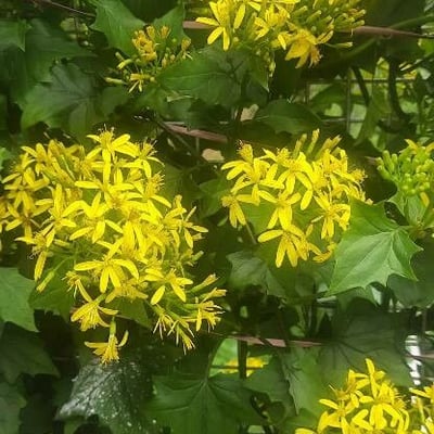 Delairea odorata — flower