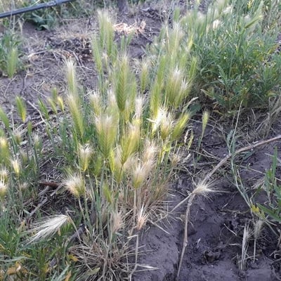 Hordeum marinum — flower