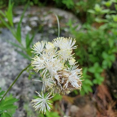 Thalictrum pubescens — flower
