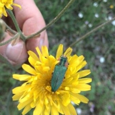 Crepis foetida — flower