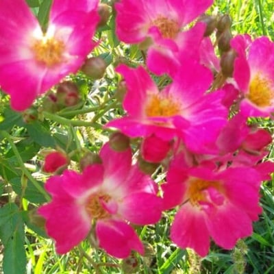 Rosa rubiginosa — flower