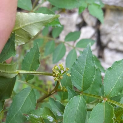 Zanthoxylum bungeanum — flower