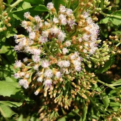 Pluchea indica — flower