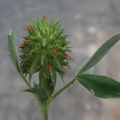 Trifolium squamosum — flower