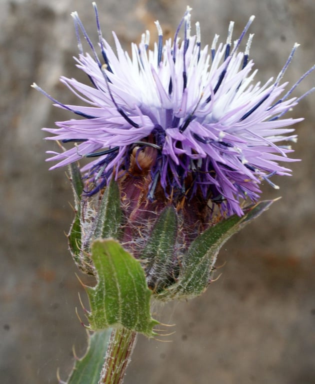 Blue thistle
