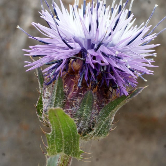 Blue thistle