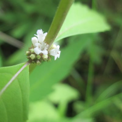 Lycopus uniflorus — flower