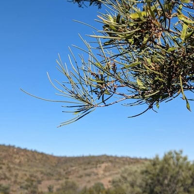 Acacia aneura — leaf