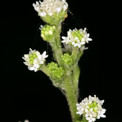 Adenocaulon bicolor — flower