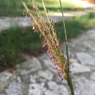Tripsacum dactyloides — flower