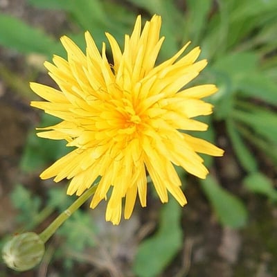 Reichardia picroides — flower