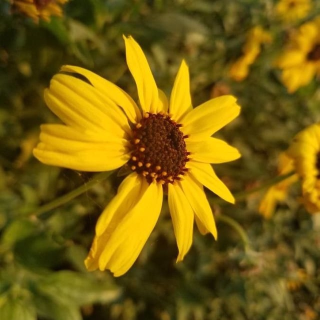 Encelia californica — flower