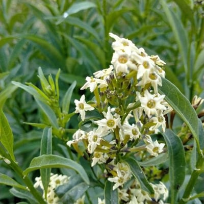Cestrum parqui — flower