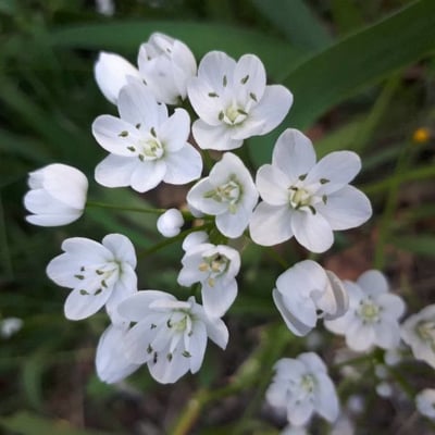 Allium neapolitanum — flower