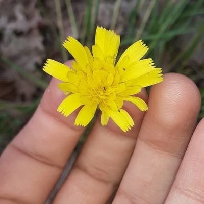Hypochaeris glabra — flower