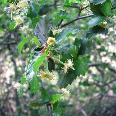Cercocarpus montanus — flower