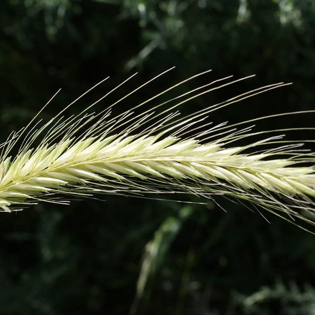 Hordeum bulbosum — flower