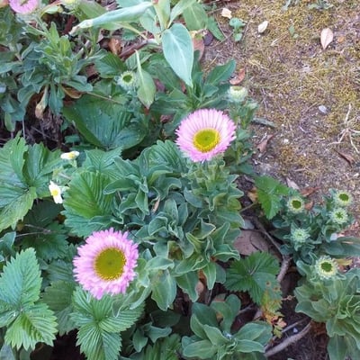 Erigeron glaucus — flower