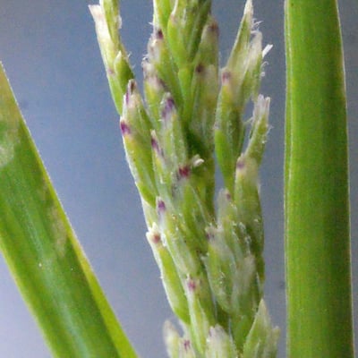 Poa infirma — flower