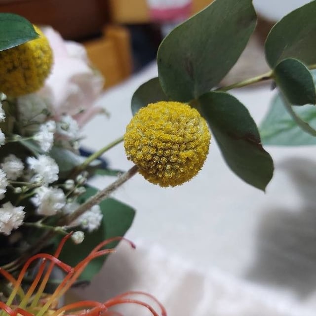 Cotula coronopifolia — flower