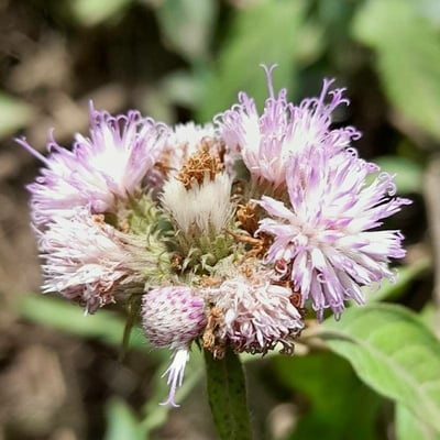 Cyrtocymura scorpioides — flower
