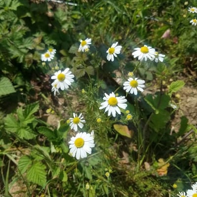 Matricaria chamomilla — flower