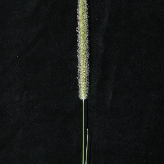 Setaria sphacelata