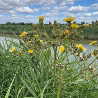 Sonchus palustris — flower