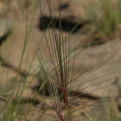 Taeniatherum caput-medusae — flower