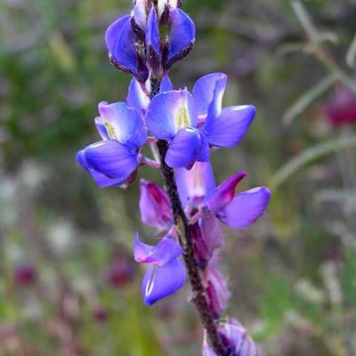 Lupinus sparsiflorus — flower