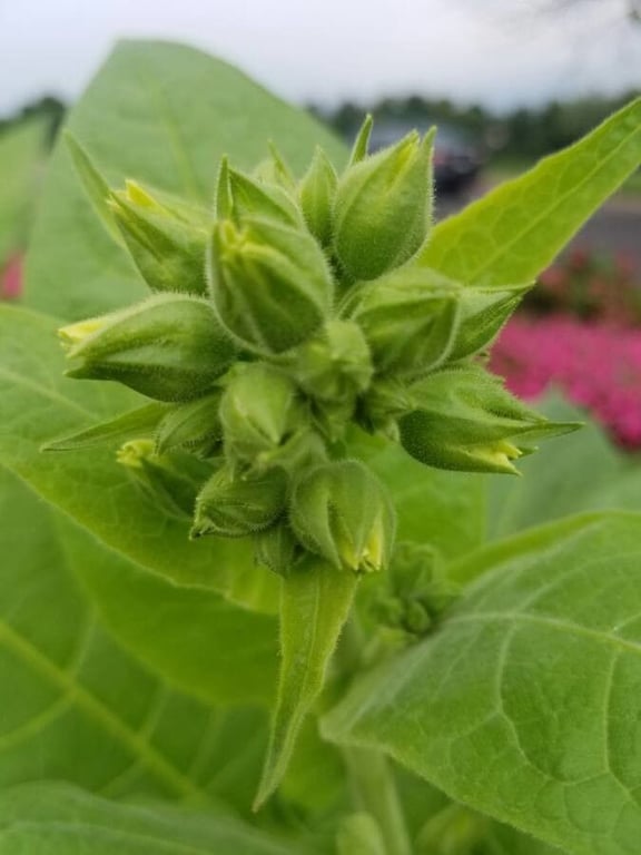 Tobacco